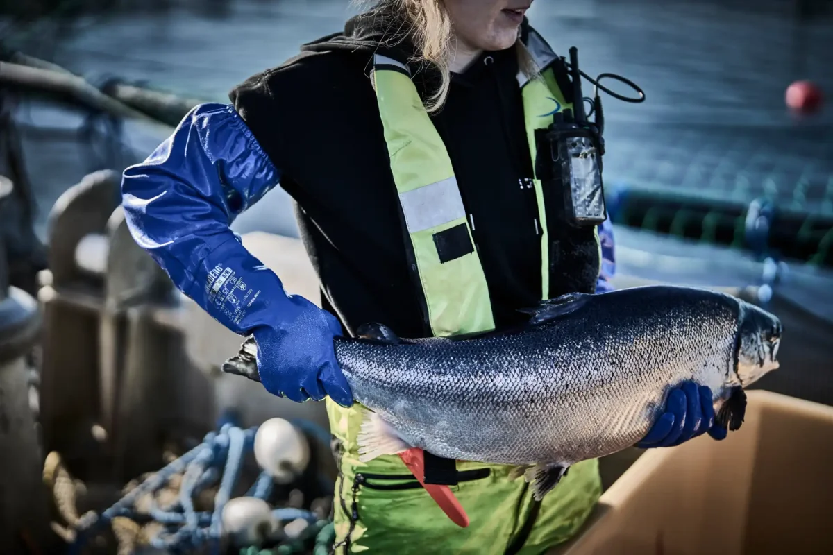 GRANBERG 0660W varma kemikalieresistenta nitrilhandskar - Bild 3