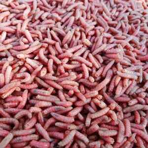 Maggots 1 liter Röda (Svenska från Fibe)